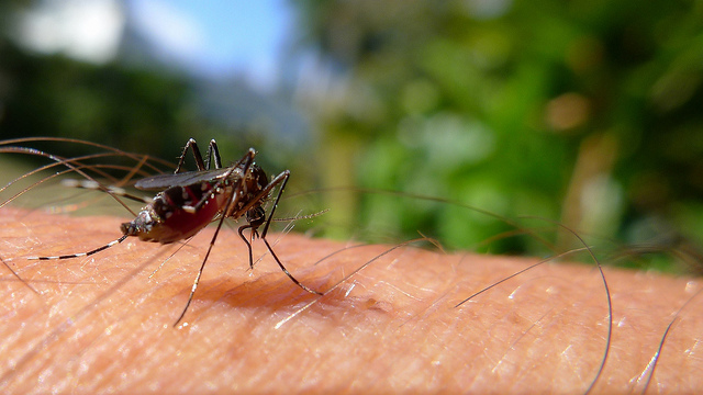 Chikungunya Virus Mosquito